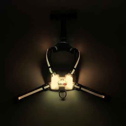 LED Dog Harness