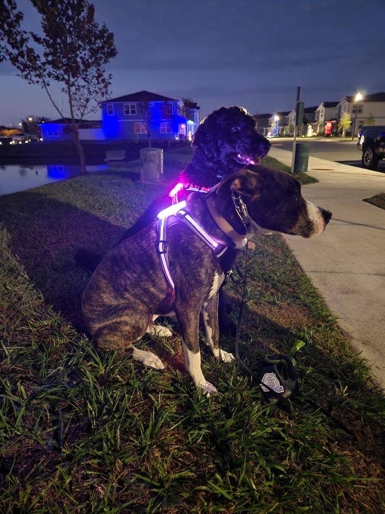 LED Dog Harness