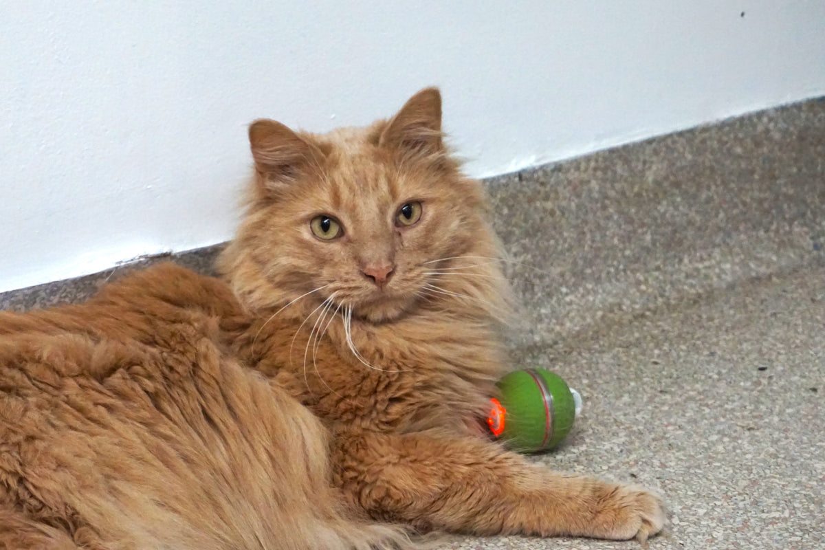 HuggleKats® PlayKat® Interactive Cat Toy