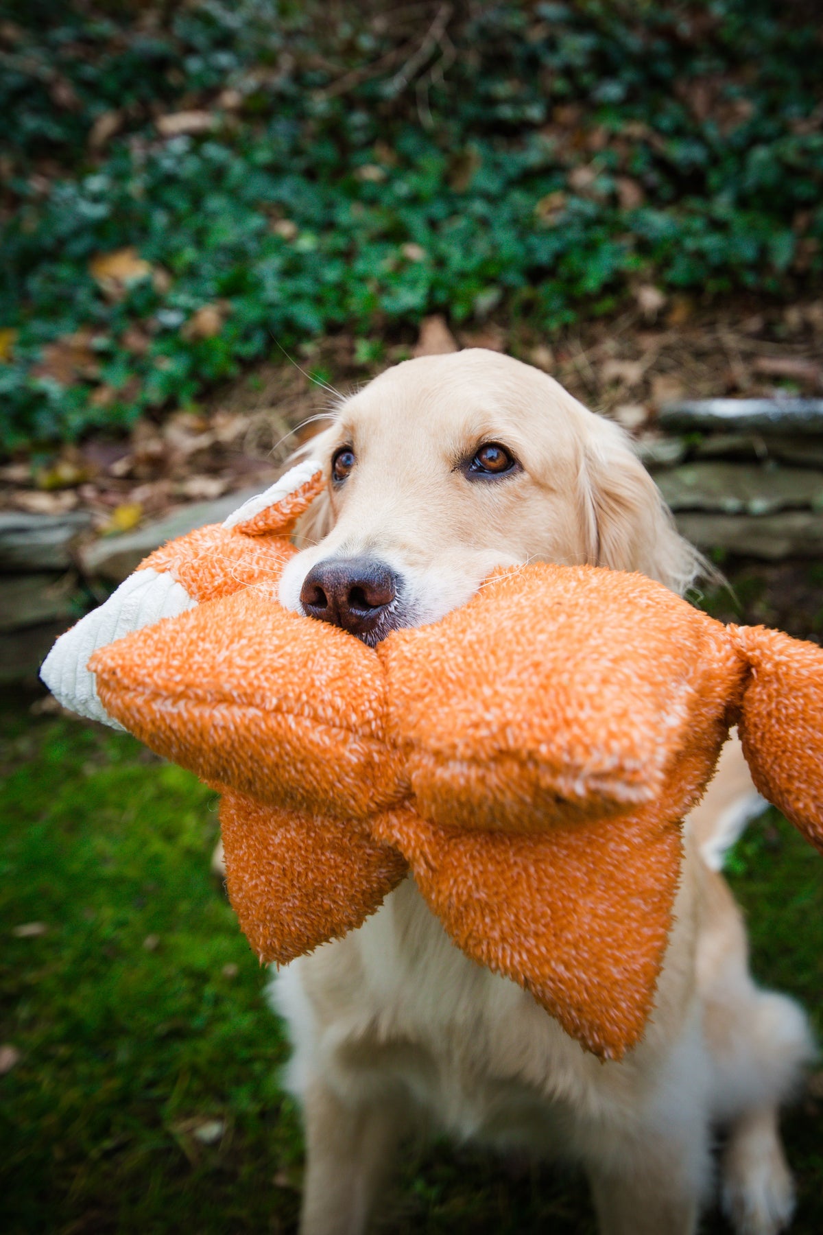 Squooshie™ Fox Plush Dog Toy