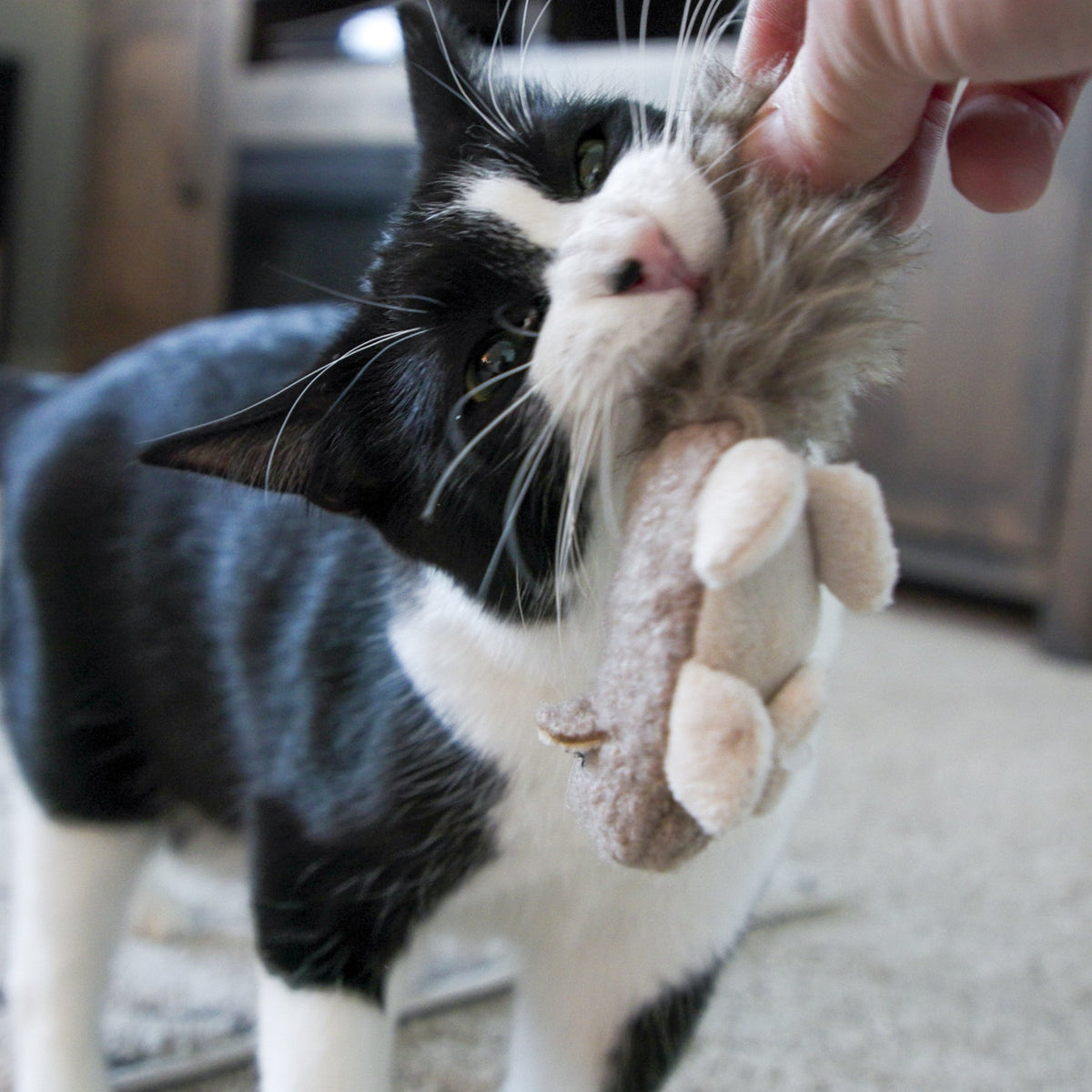 HuggleKats® Wee Fellar Squirrelie Cat Toy